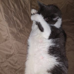 Meet your Posher, Donna